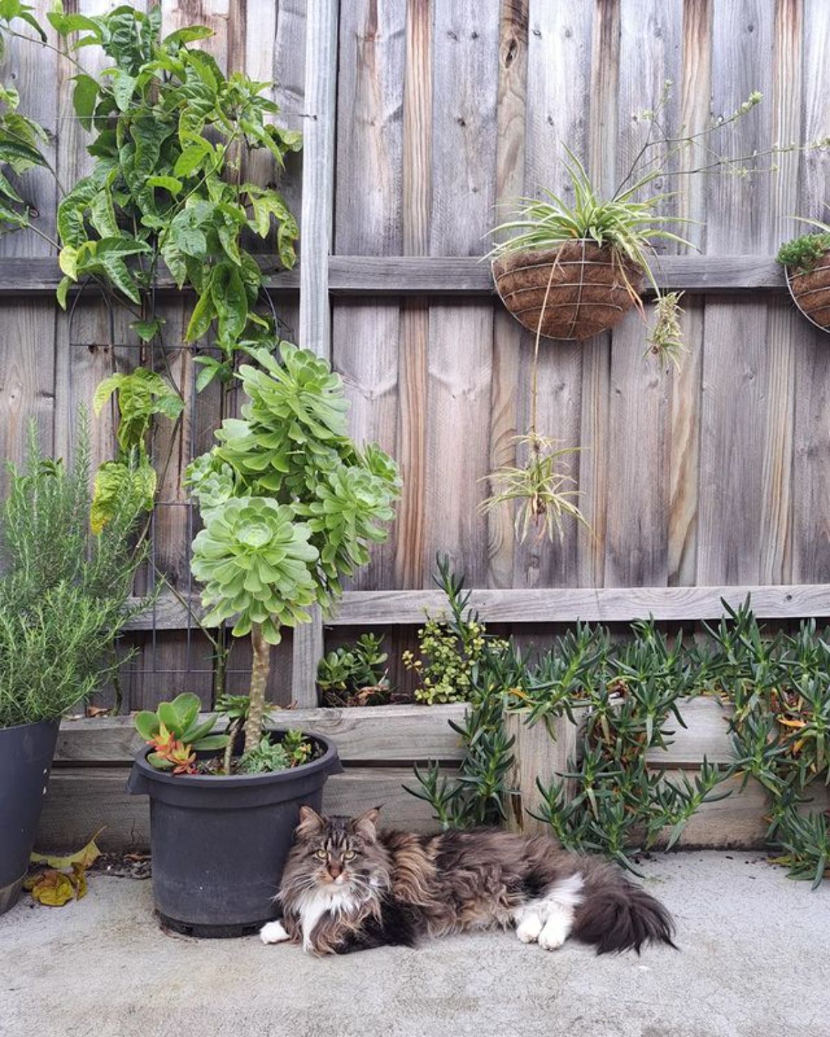 A fluffy brown maine coon lying on a concrete floor next to plants in pots.