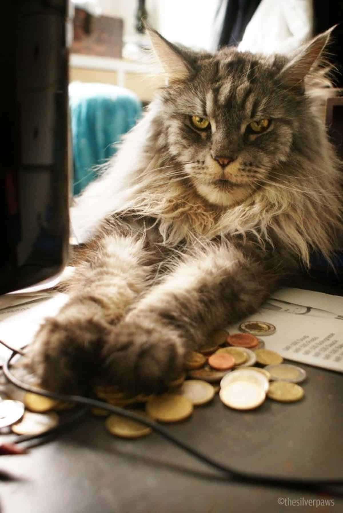 A tabby maine coon reaching with its paws on a table with a plenty of coins.