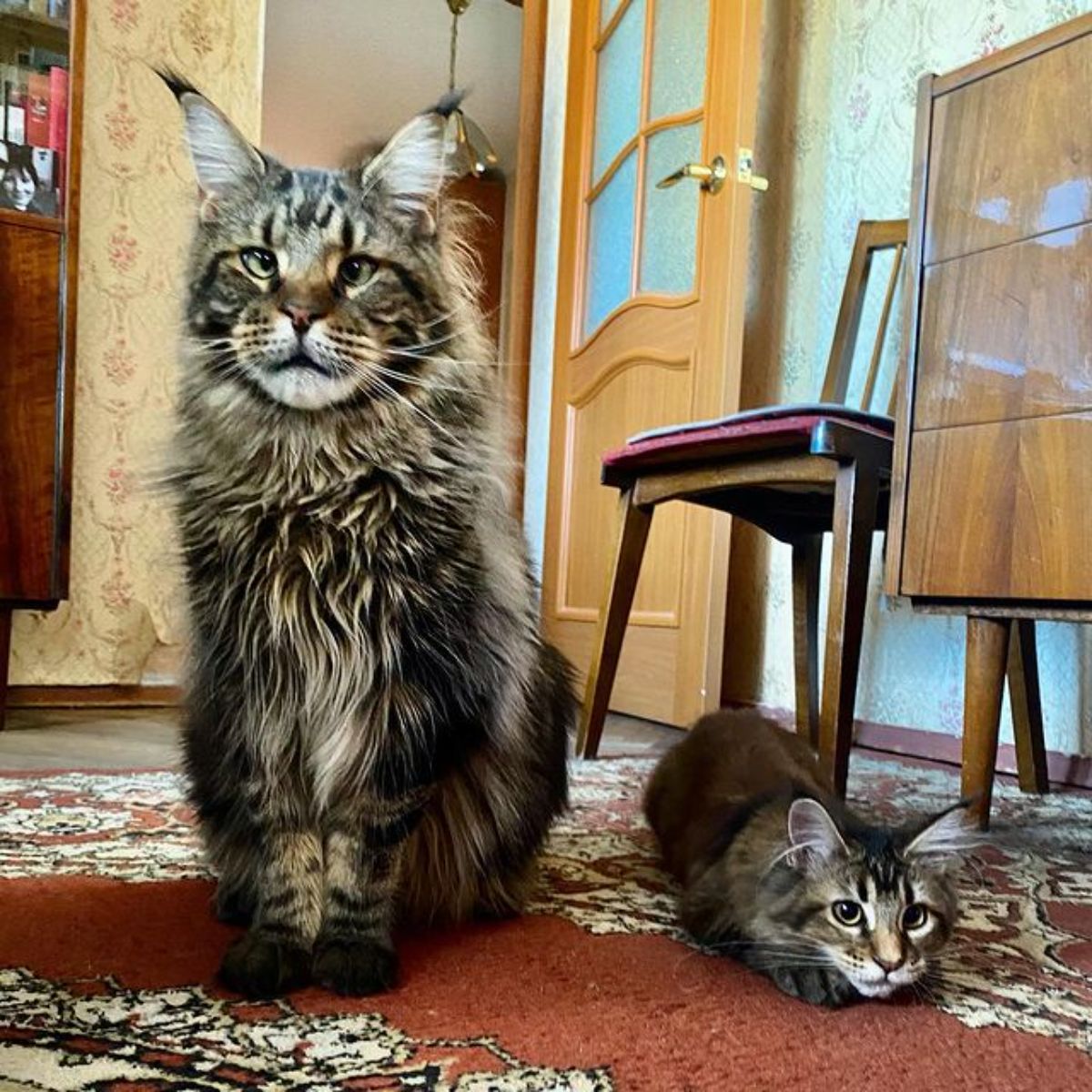 A tabby maine coon and a tabby maine coon kitten sitting on a carpet.