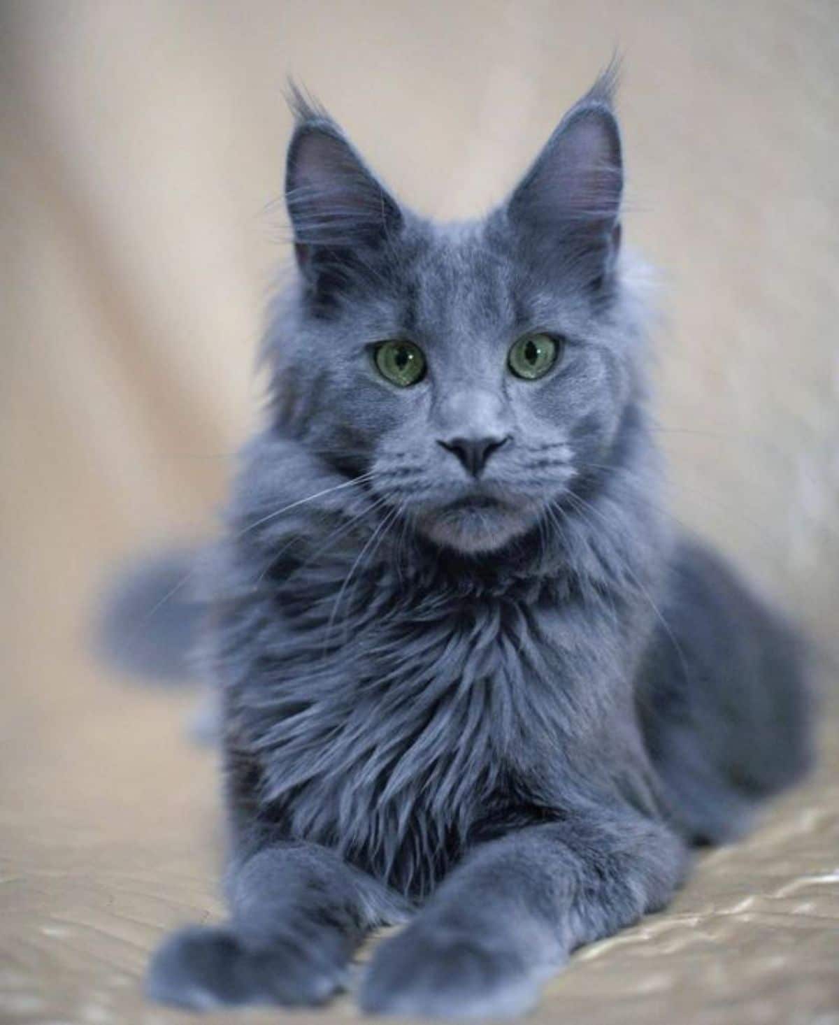 A fluffy blue maine coon lying on a couch.