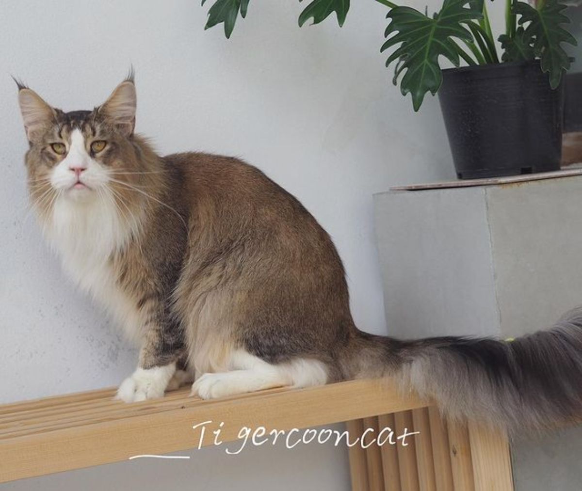 A brown-white maine coon sitting on a wooden bench.