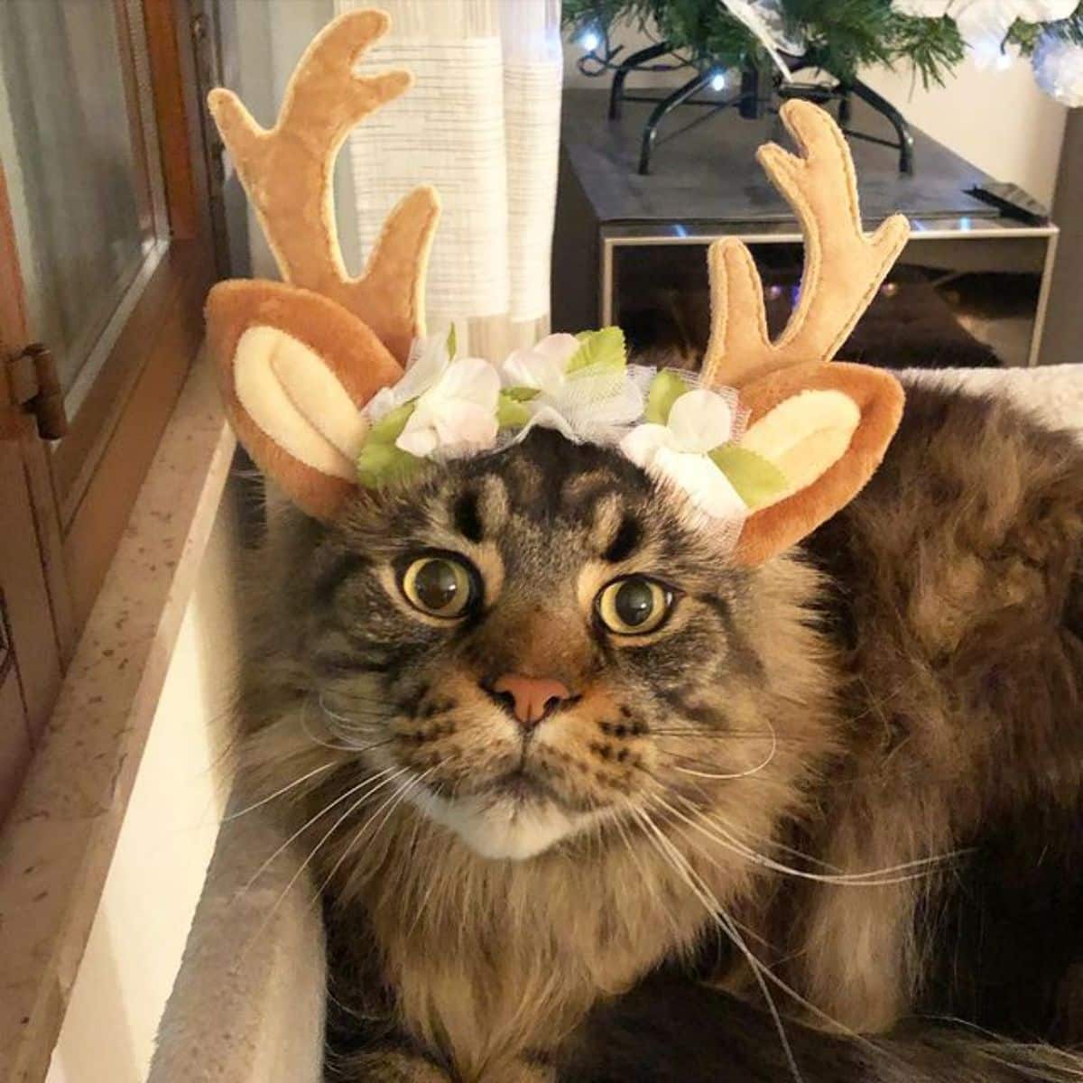 A brown tabby maine coon with a reindeer hat.