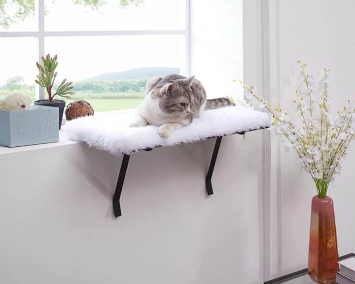 7 Window Hammocks for Your Curious Cat