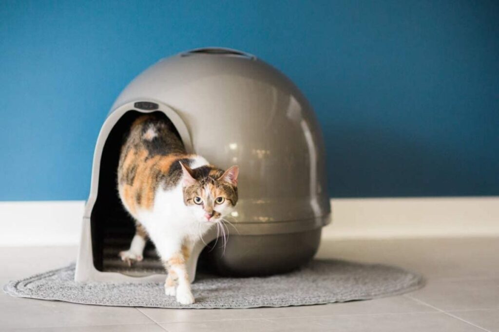13 Best Litter Boxes for Maine Coons (Cat Tested!)