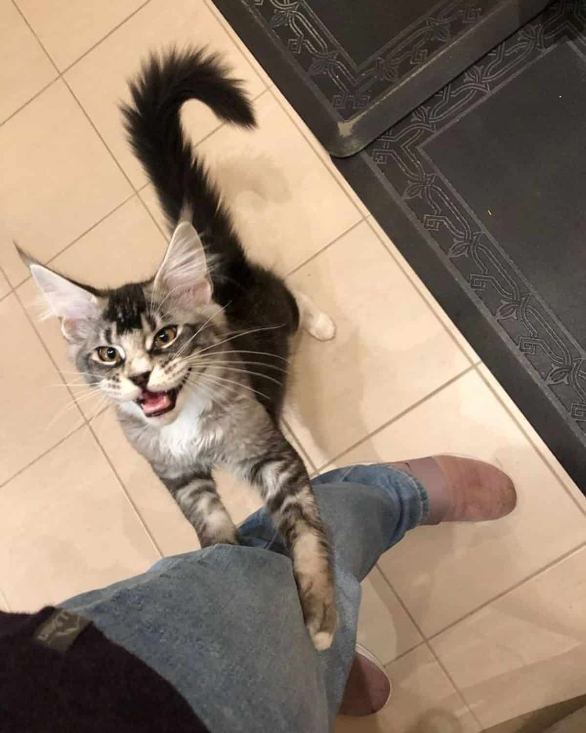 A silver tabby maine coon sitting on a floor and with front paws holding an owner's leg.