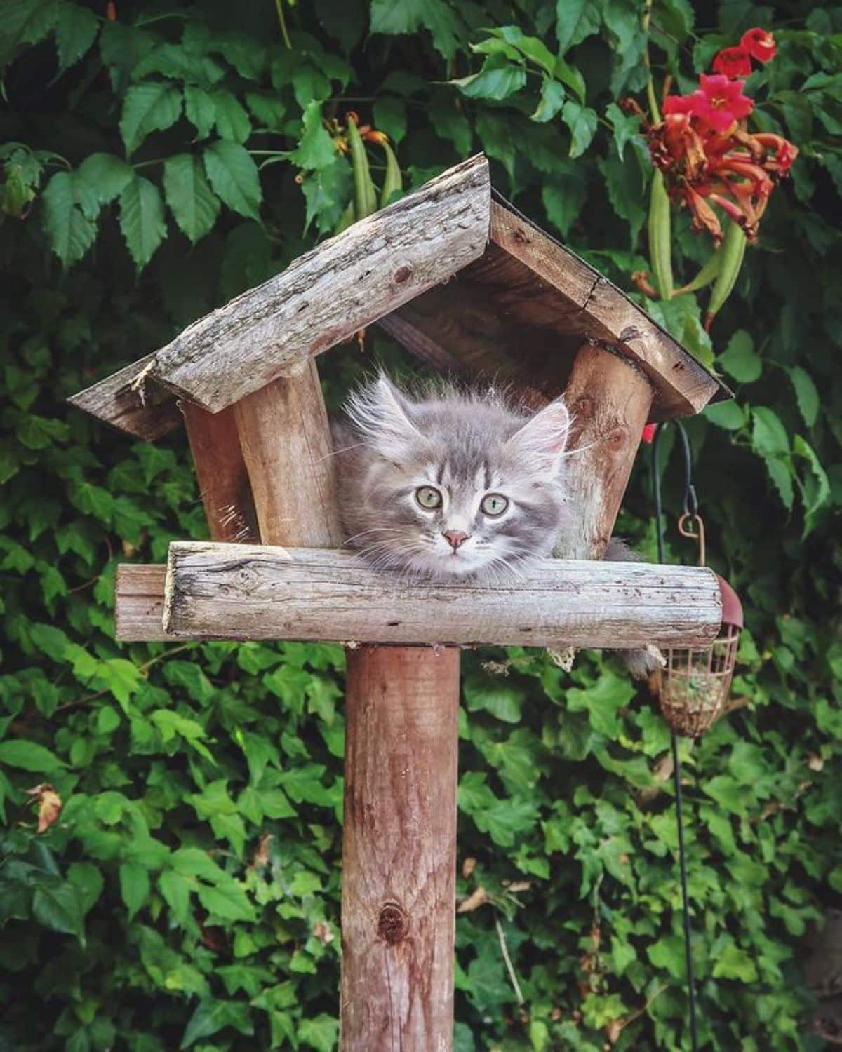 A cute gray maine coon kitten lying in a wooden bird house.