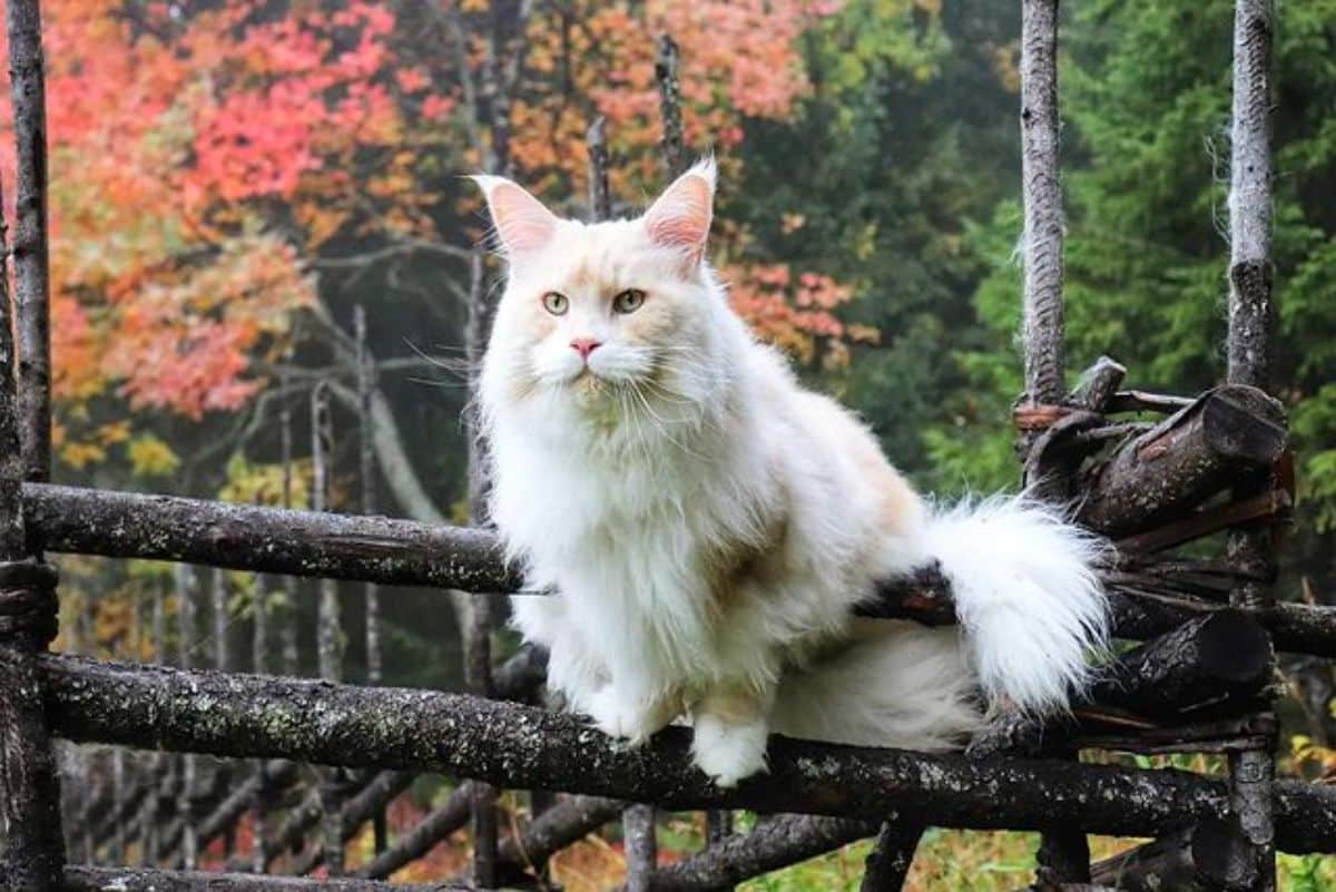 A fluffy cream maine coon sitting on a old railing.
