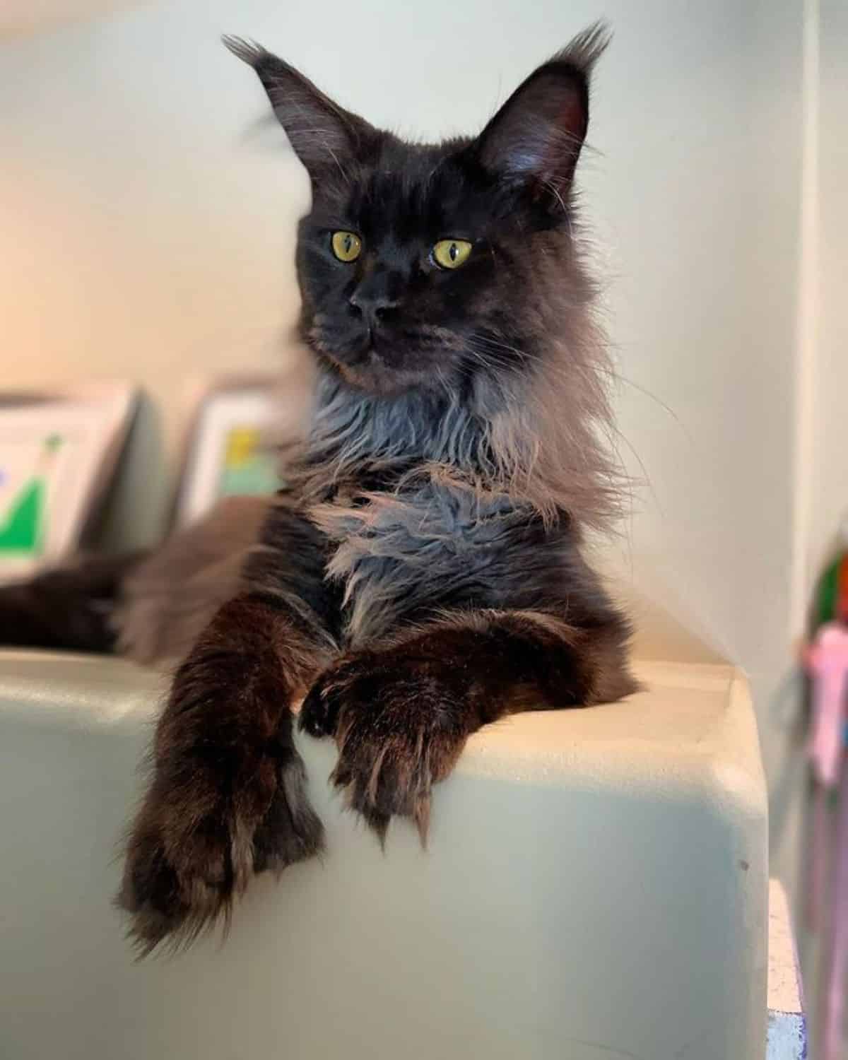 A black maine coon with a neck ruff lying on a couch.