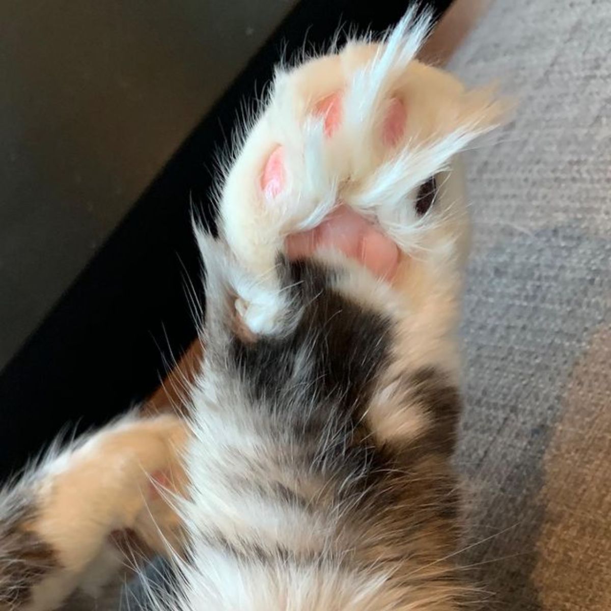 A close-up of a maine coon paw.