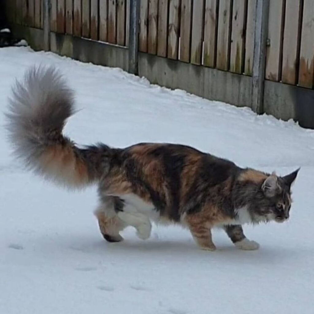 17 Photos of Maine Coons Who Love Snow (Cuteness Alert)