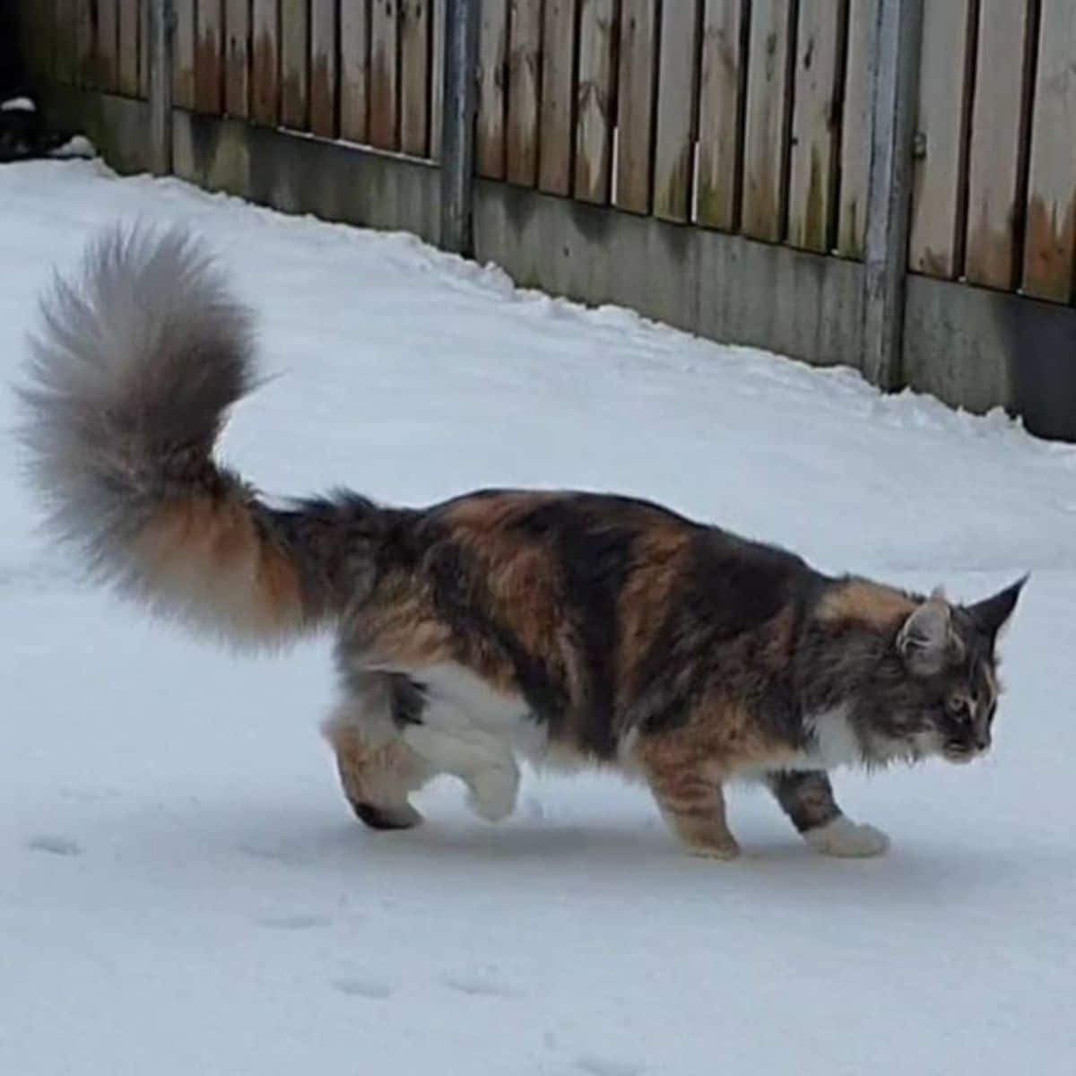A tortoise maine coon walking on the snow.