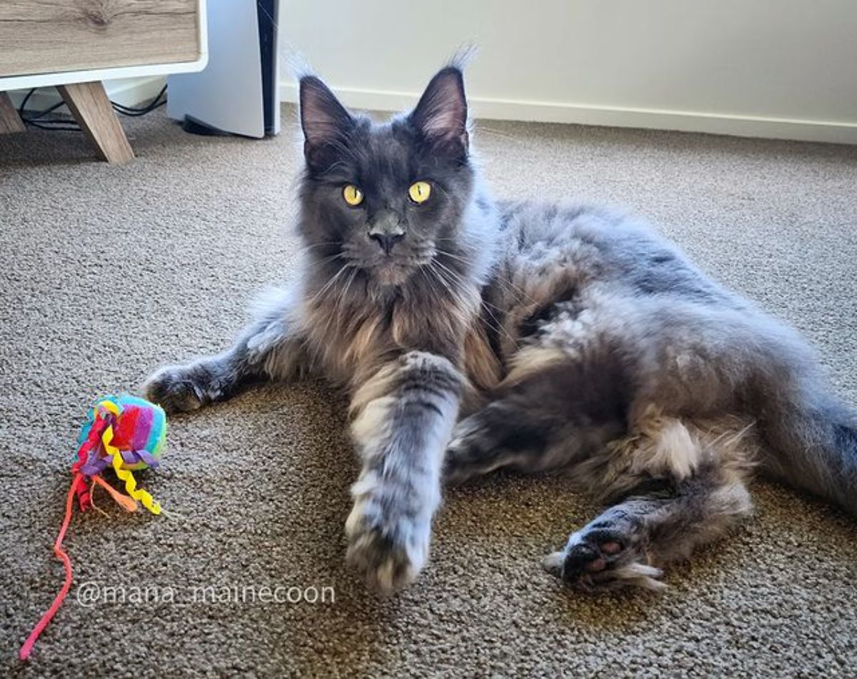 A fluffy gray maine coon with golden eyes lying on a carpet near a cat toy.