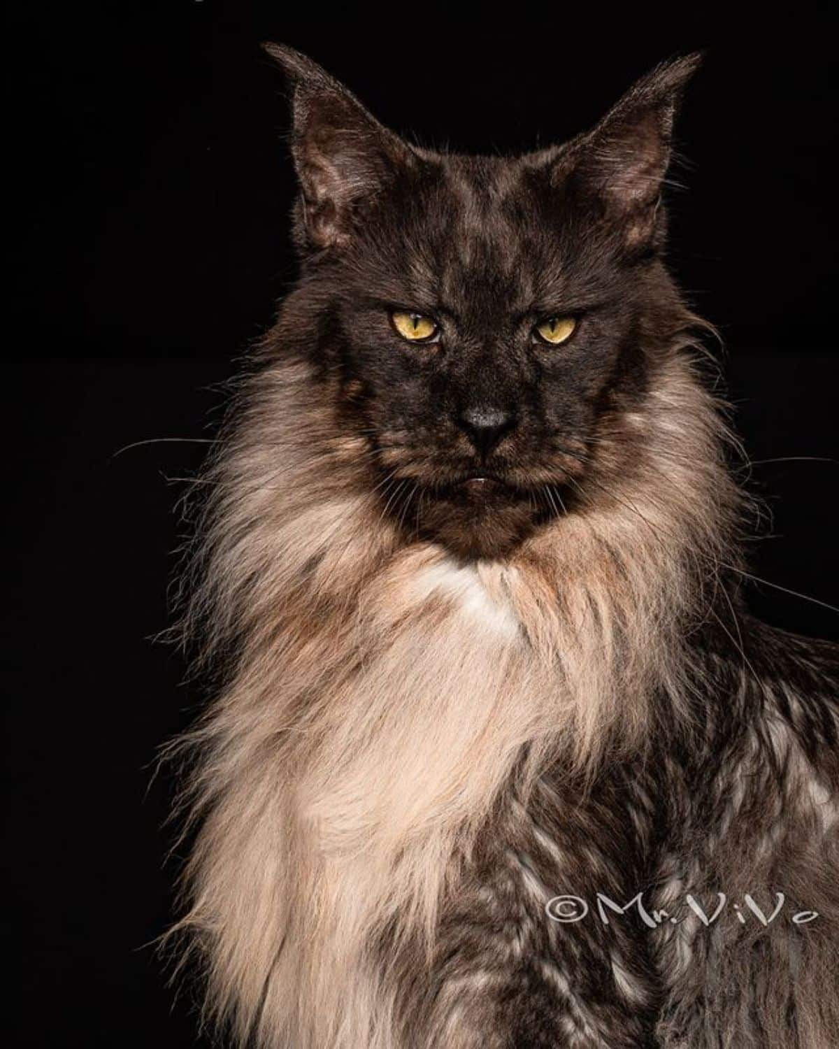 A beautiful gray-black maine coon on a black background.