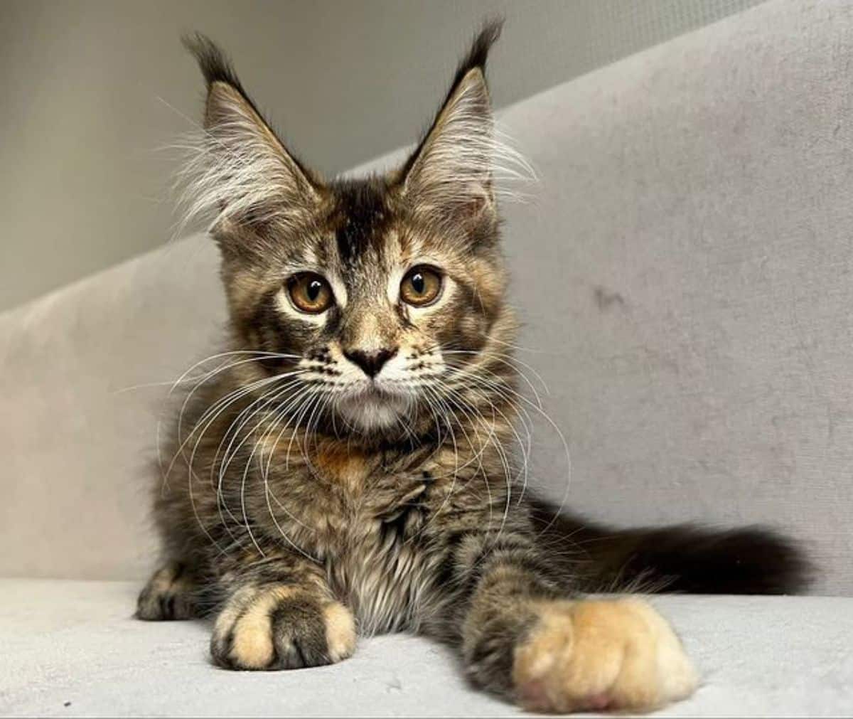 A tabby maine coon kitten lying on a couch.