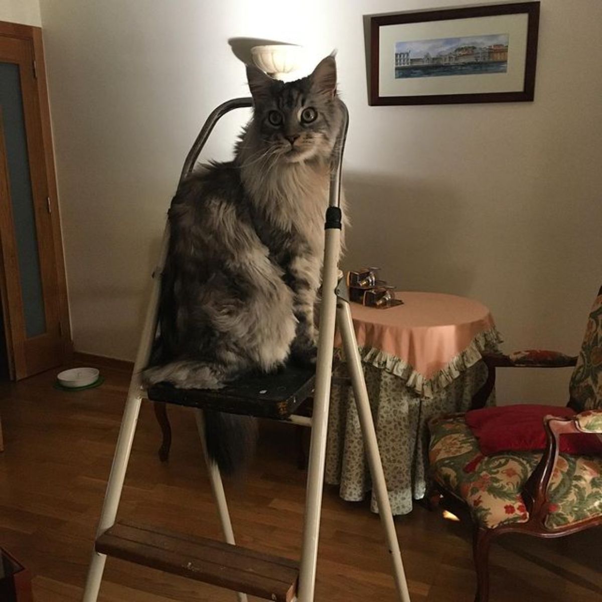 A fluffy silver maine coon sitting on the top of a ladder.