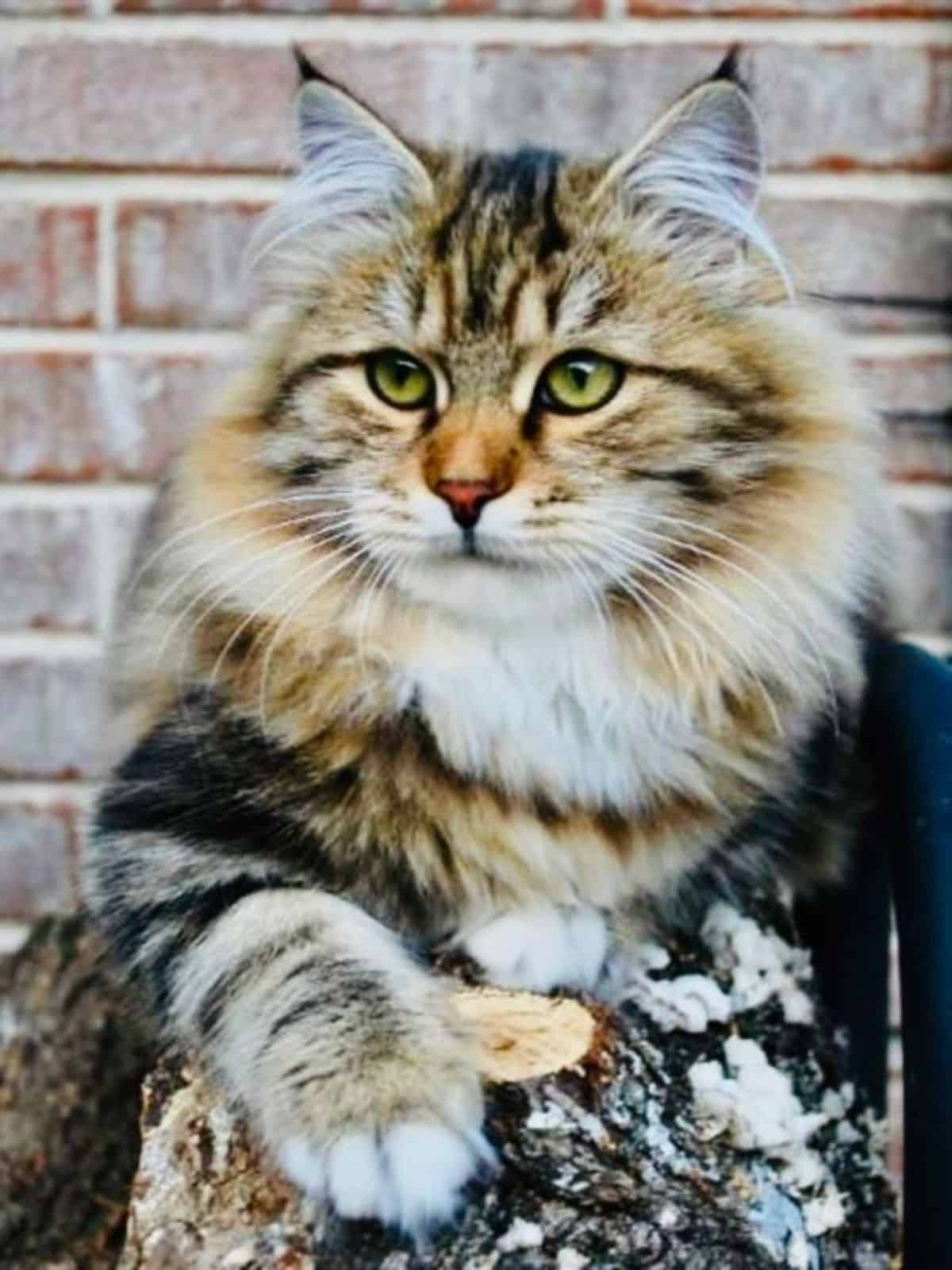 A fluffy tabby maine coon lying on a rock.