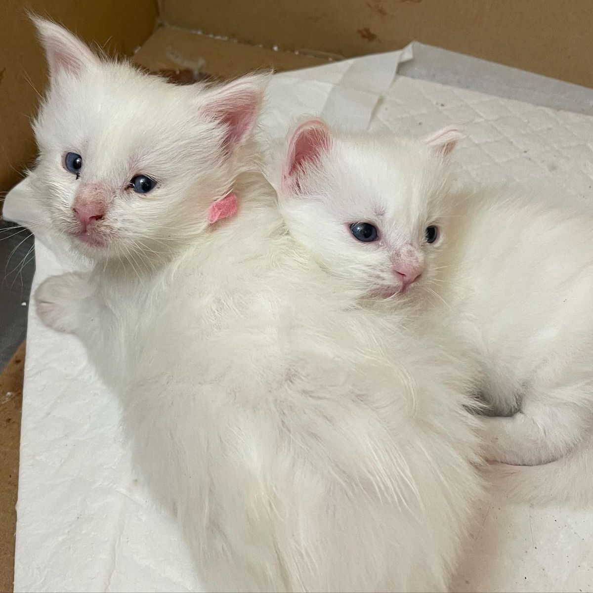 Two cute maine coo kittens lying on a white blanket.