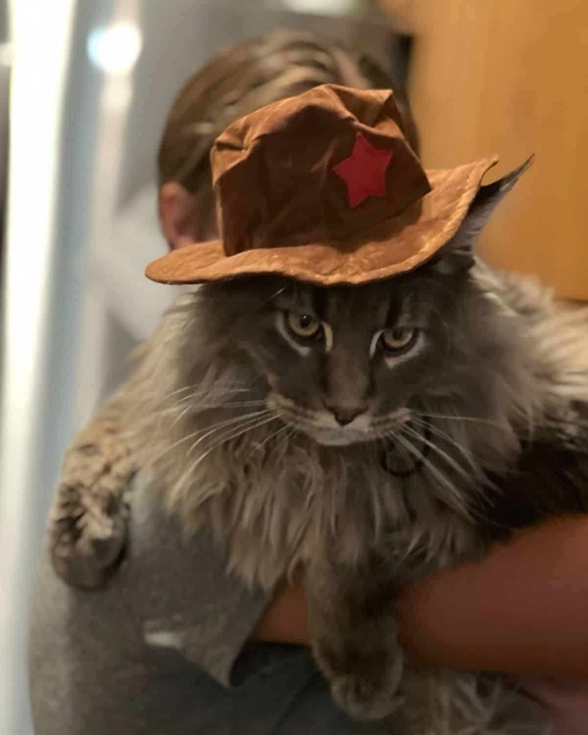 A fluufy blue maine coon wearing a hat lying on a cat tree.