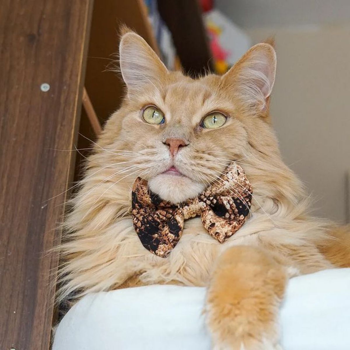A fluffy creamy maine coon with a bowtie lying on a bed.