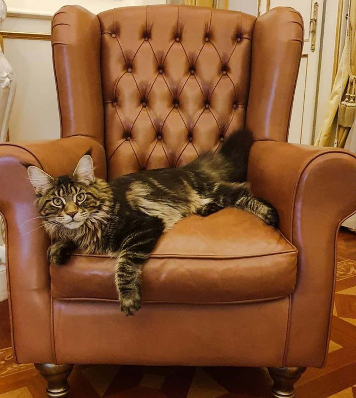 A brown maine coon lying on a leather chair.