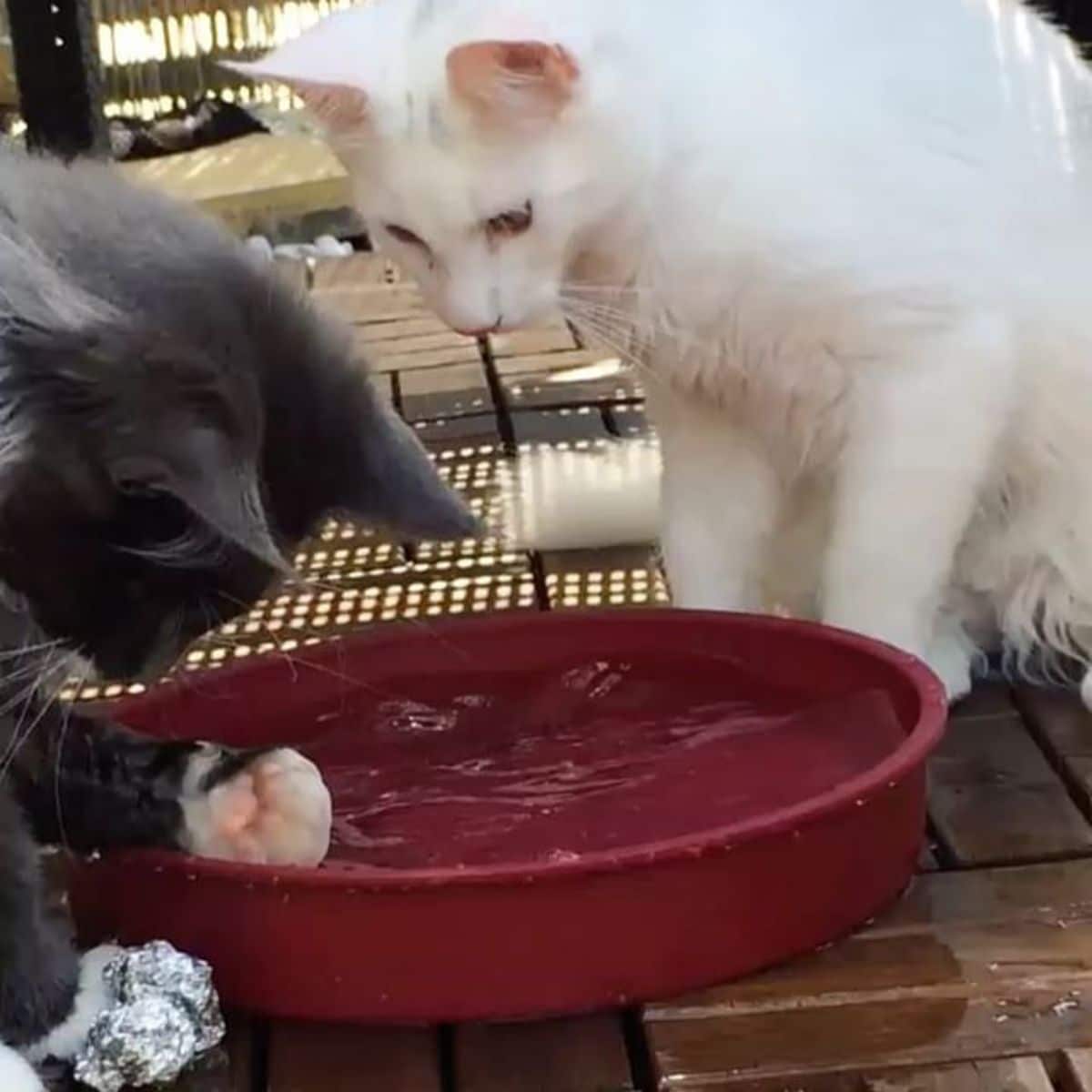 A gray and a white maine coons playing  with water in a bowl.