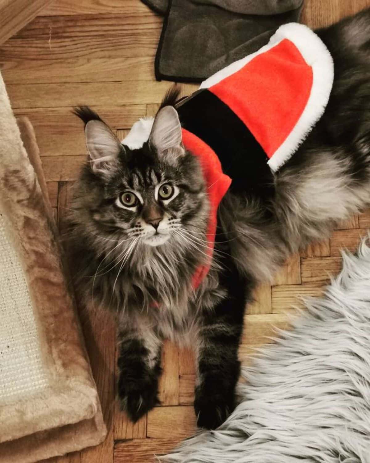 A tabby maine coon with a christmas costume lying on a floor.