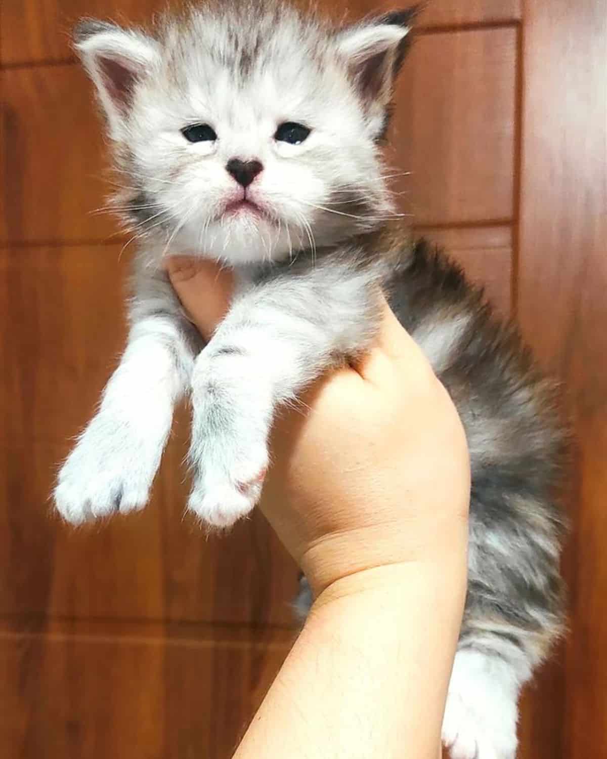 A hand holding a sleepy maine coon kitten in the air.