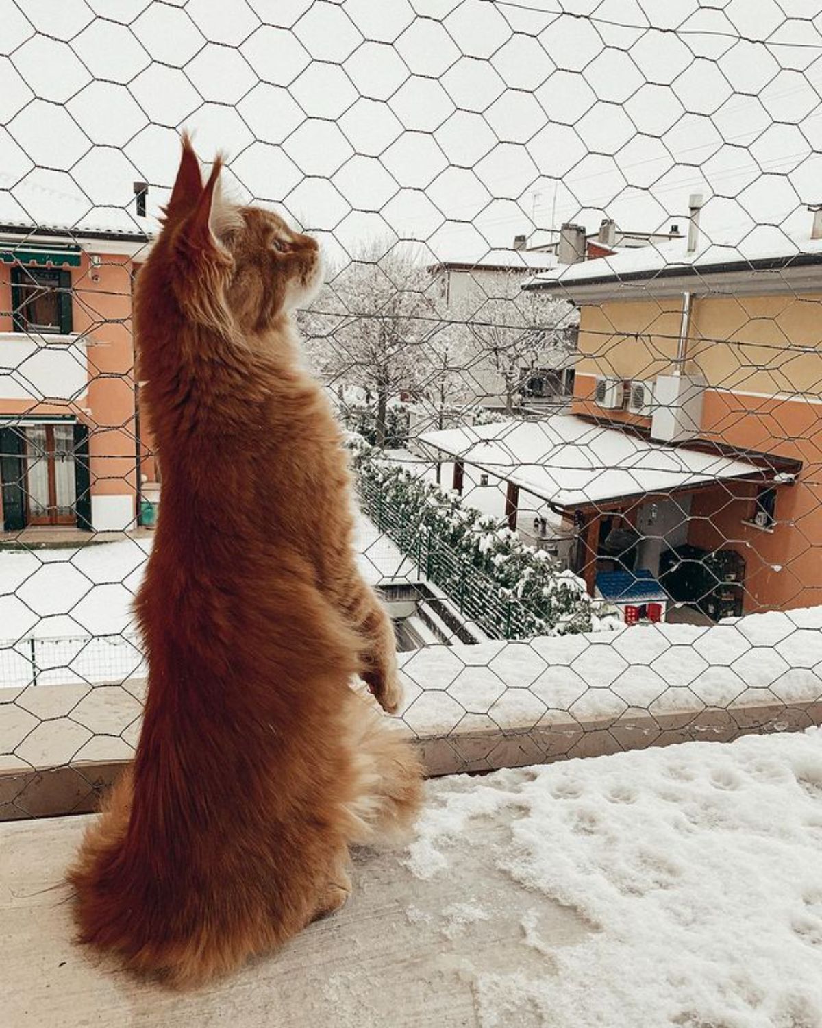 A tall ginger maine coon standing next to a fence during the winter.