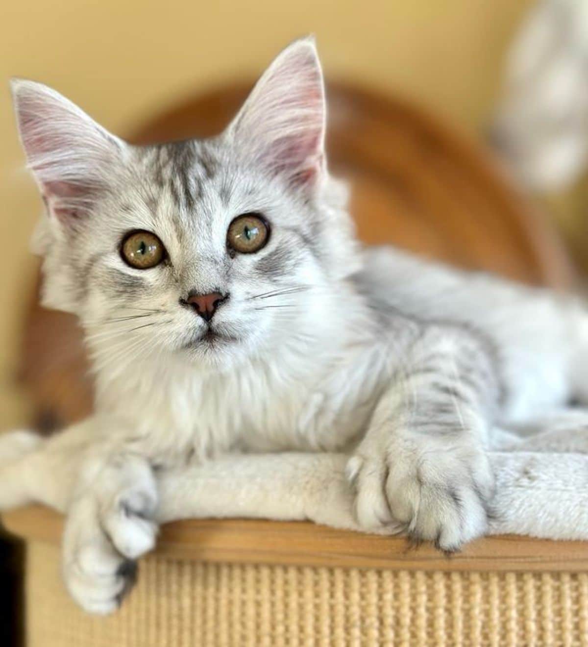 A tabby silver maine coon kitten lying on a cat tree.