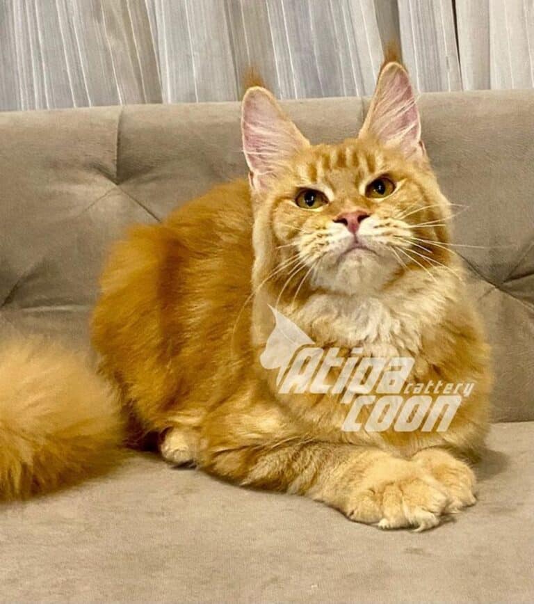 11 Ticked Tabby Pattern Maine Coons (Cute Photos!) - MaineCoon.org