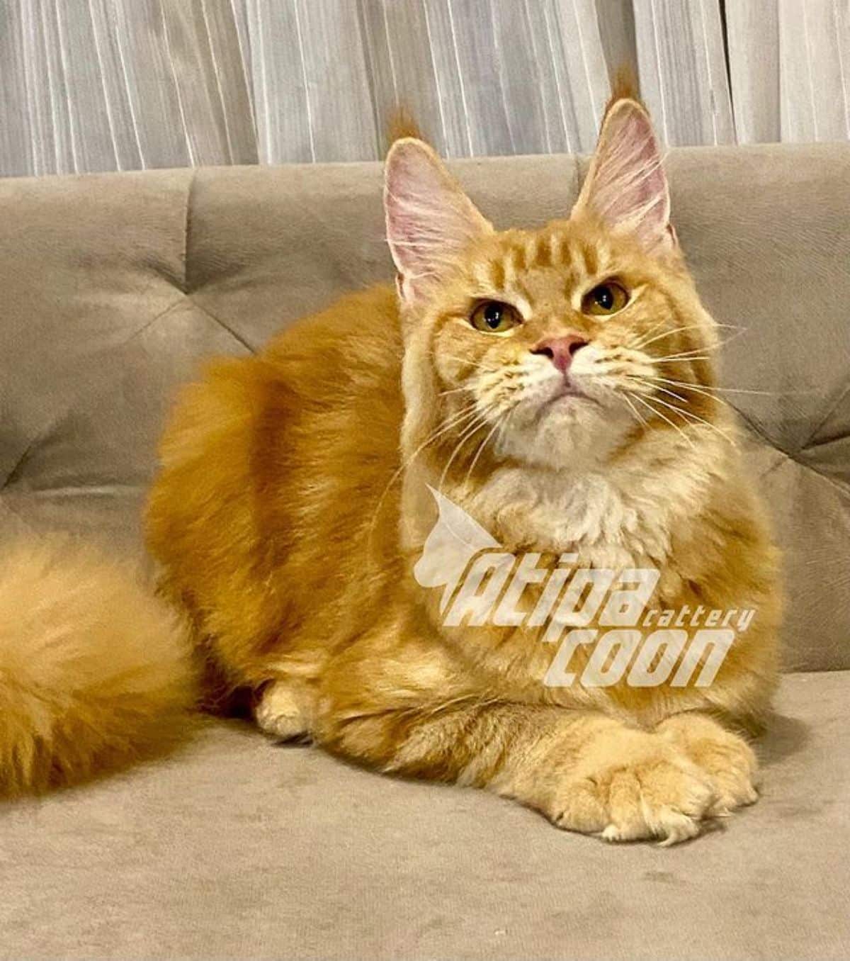 A ginger maine coon lying on a couch.