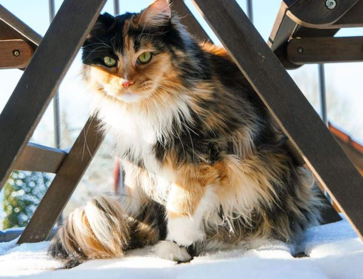 A beautiful calico maine coon standing in the snow under a table.