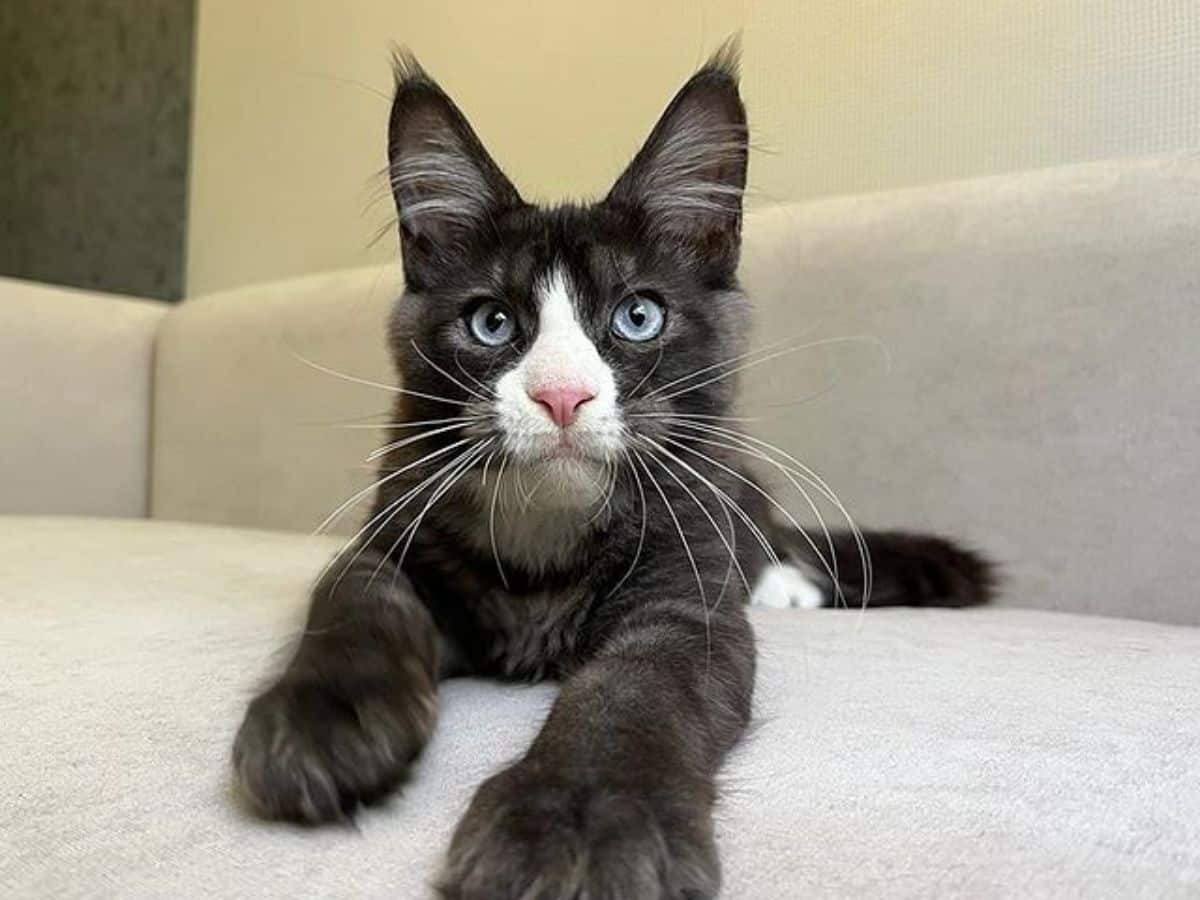 A black maine coon kitten with a white mouth lying on a couch.
