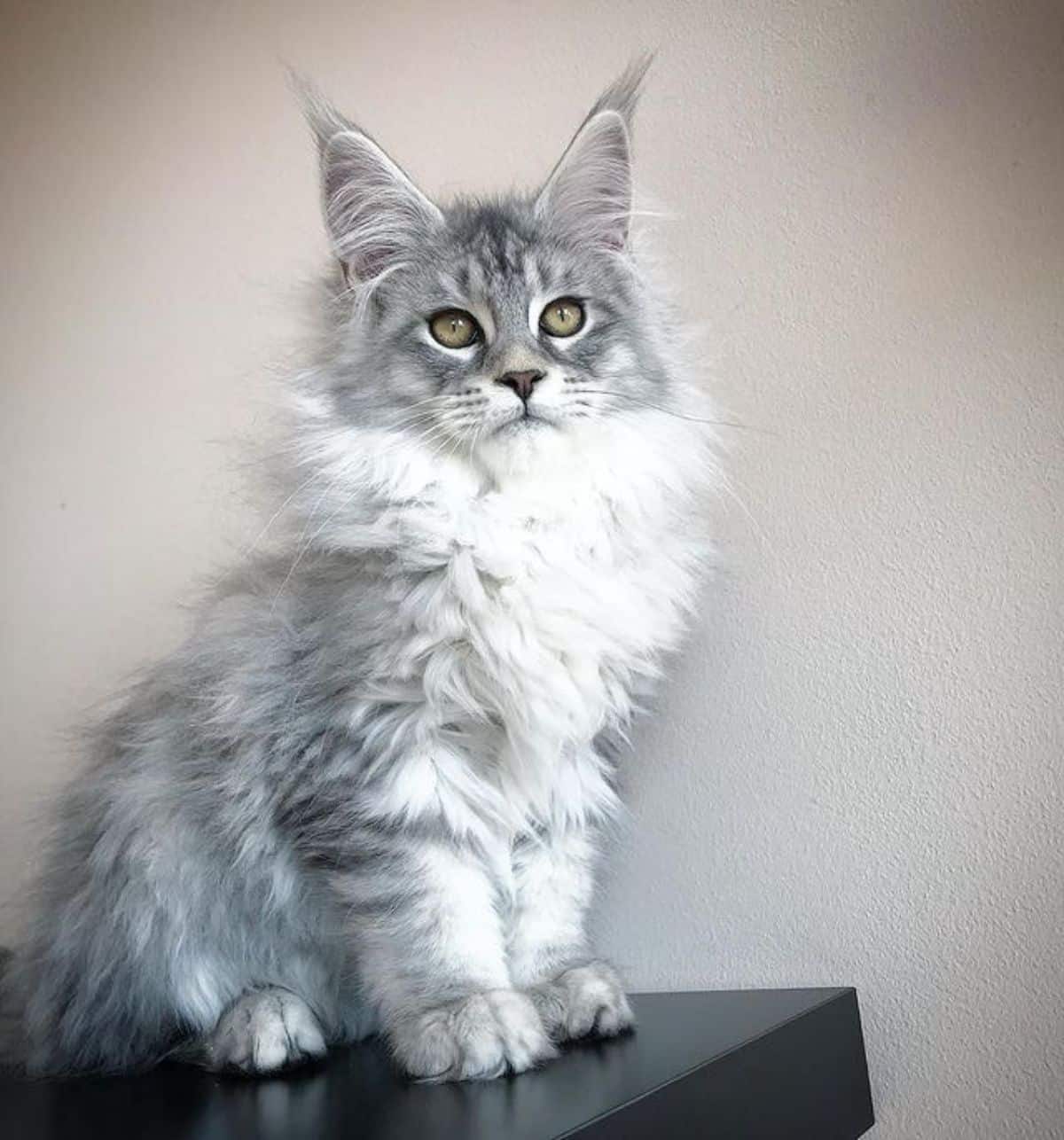 A fluffy silver maine coon kitten sitting on a black piece of furniture.