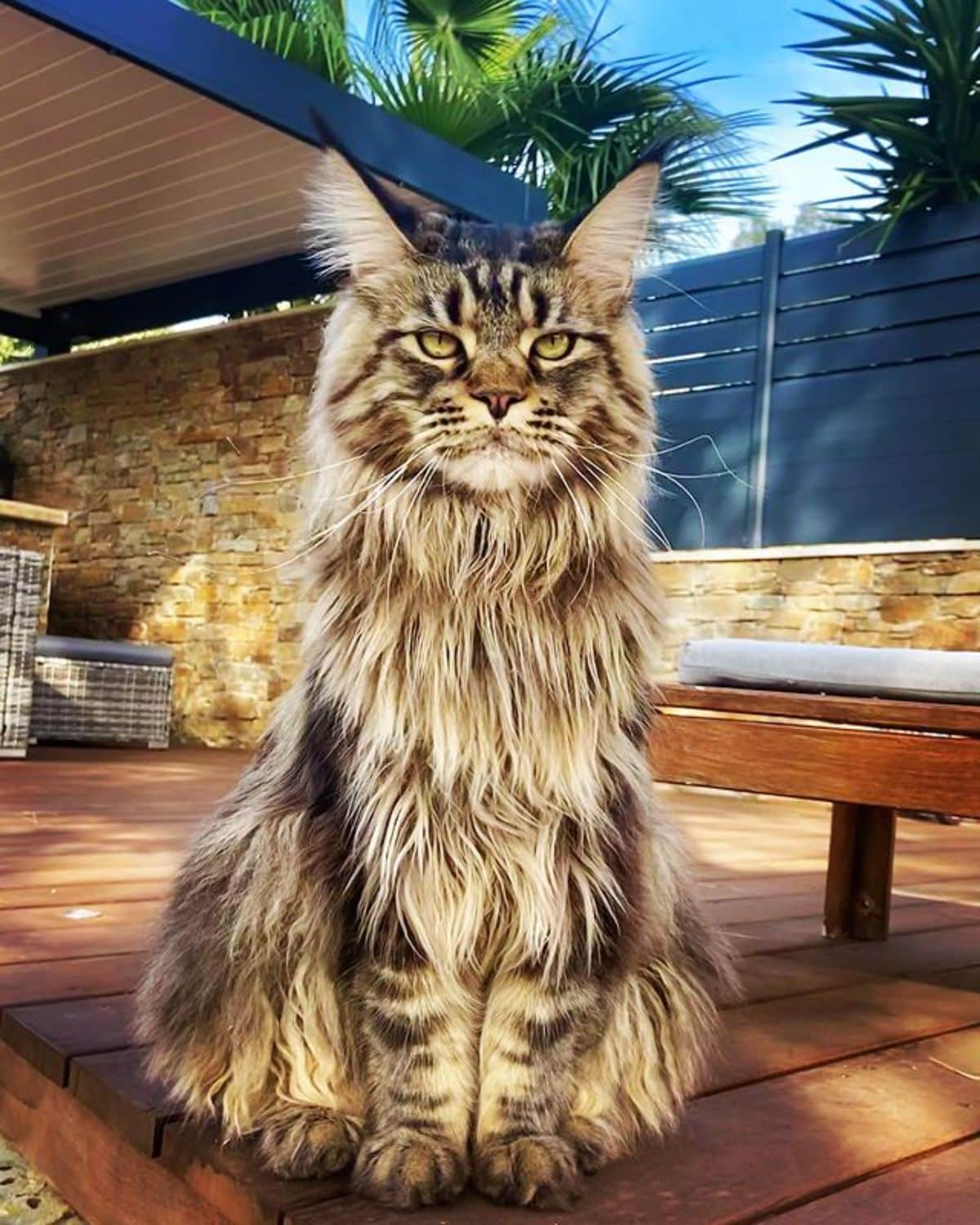 A fluffy brown maine coon sitting on a wooden porch.