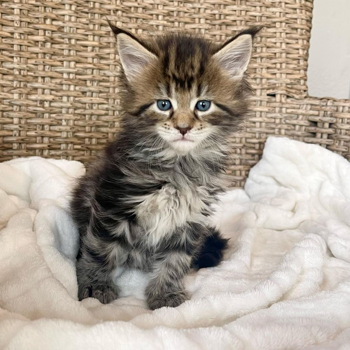 A cute tabby maine coon kitten sitting on a white blanket.