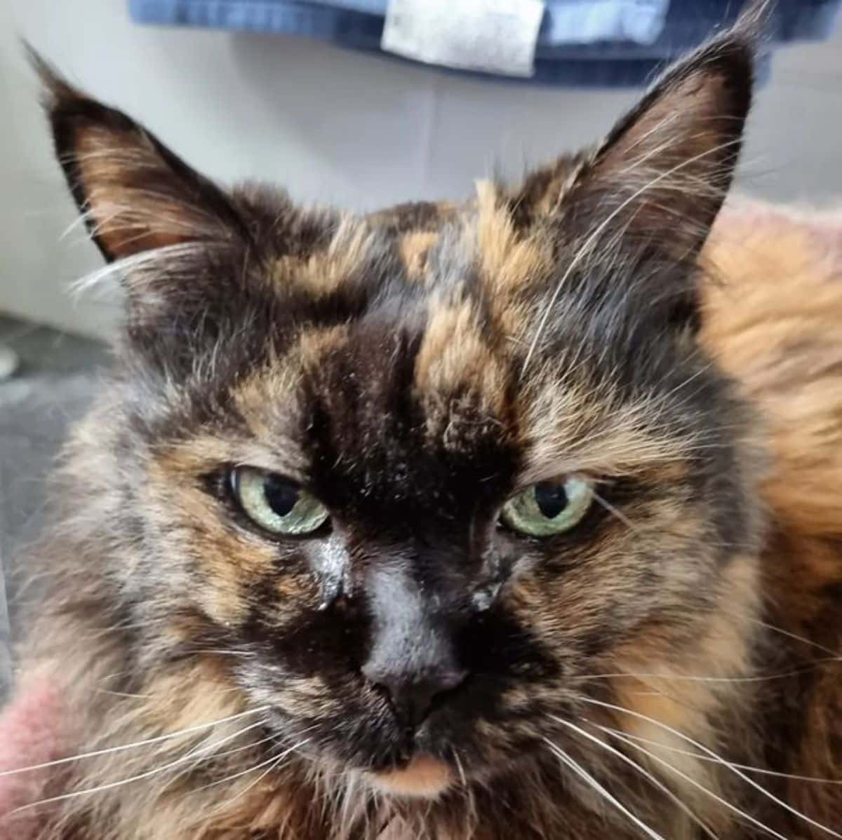 A close-up of a Tortoiseshell maine coon.