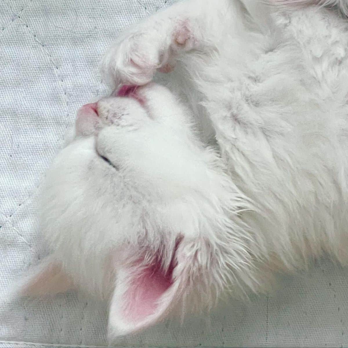 A close-up of a sleeping white maine coon kitten.