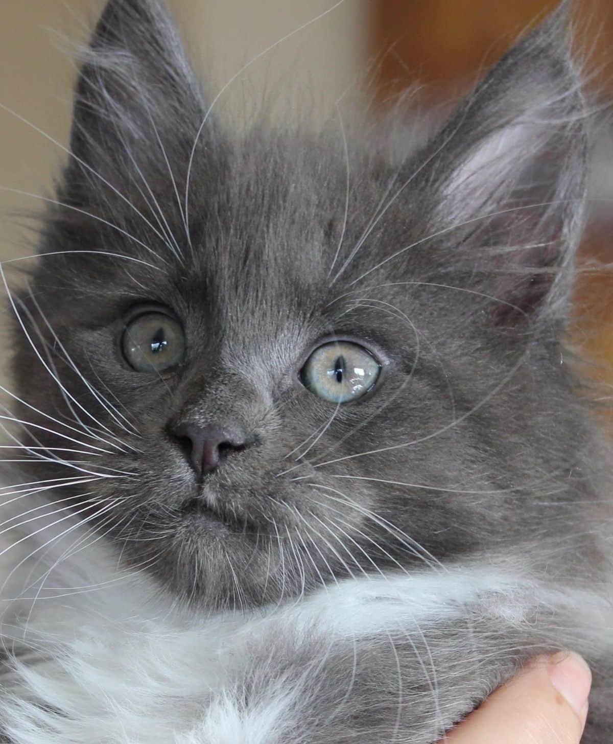 A close-up of a cute blue maine coon kitten.