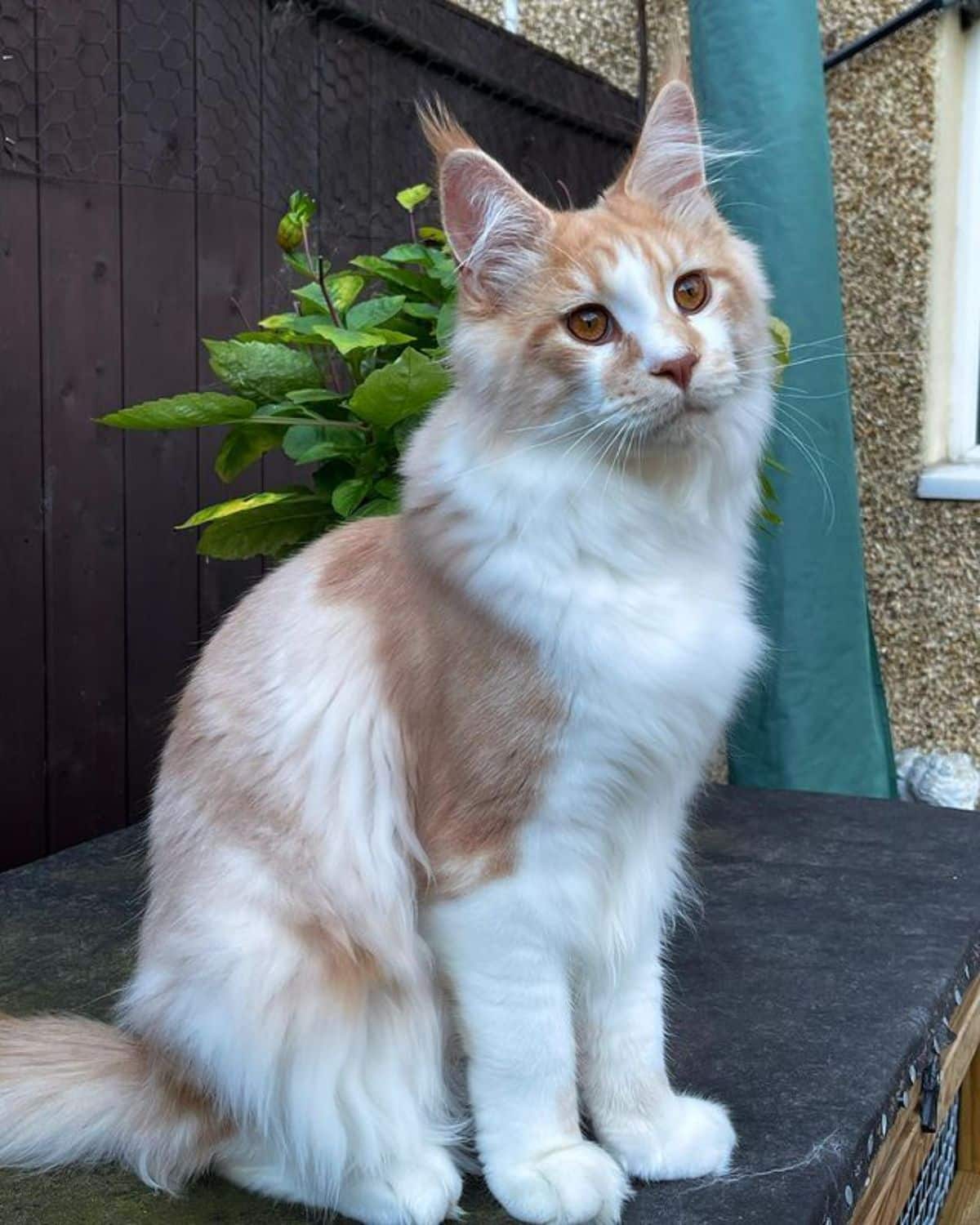 A red-white maine coon sitting on a outdoor bench.