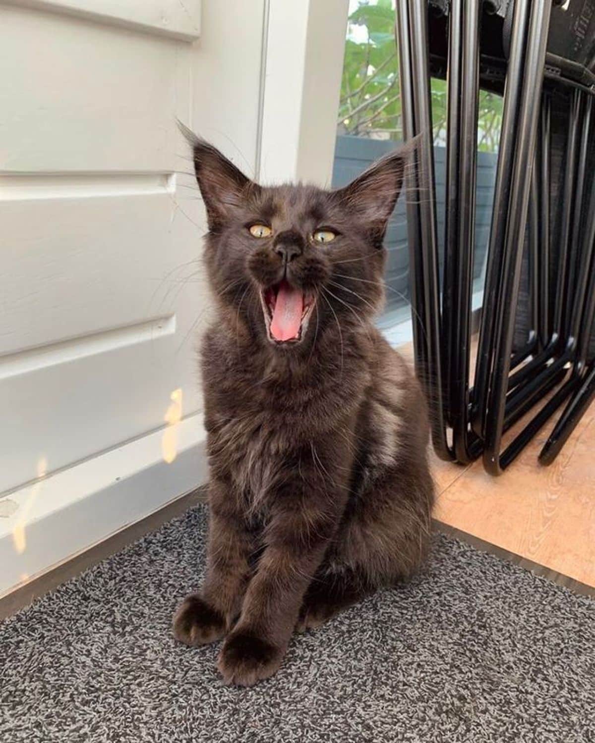 A yawning gray maine coon kitten sitting on a carpet.