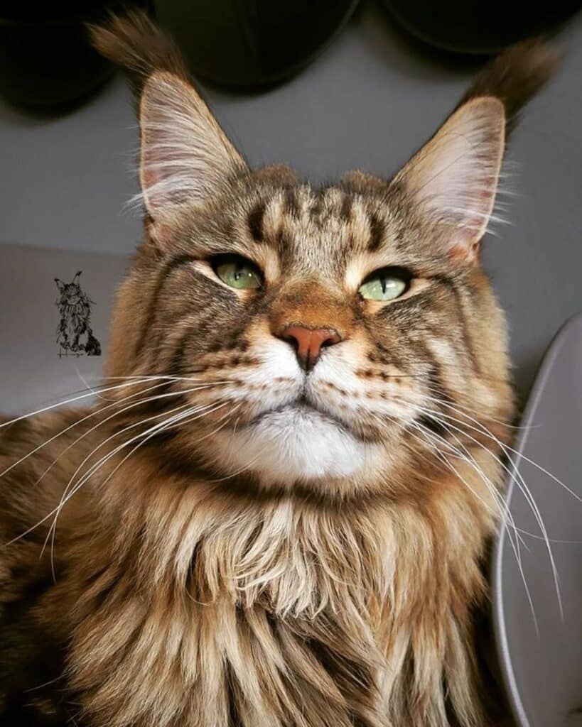 11 Rare Tri-Colored Maine Coon Cats (Instagram Famous) - MaineCoon.org