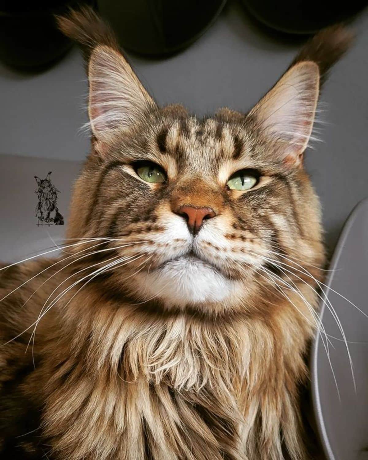 A close-up of a beautiful tabby maine coon.
