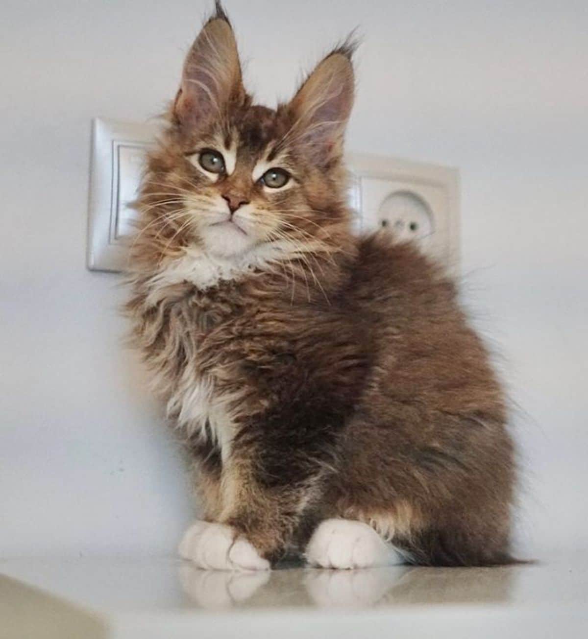 A fluffy brown maine coon sitting on a floor.