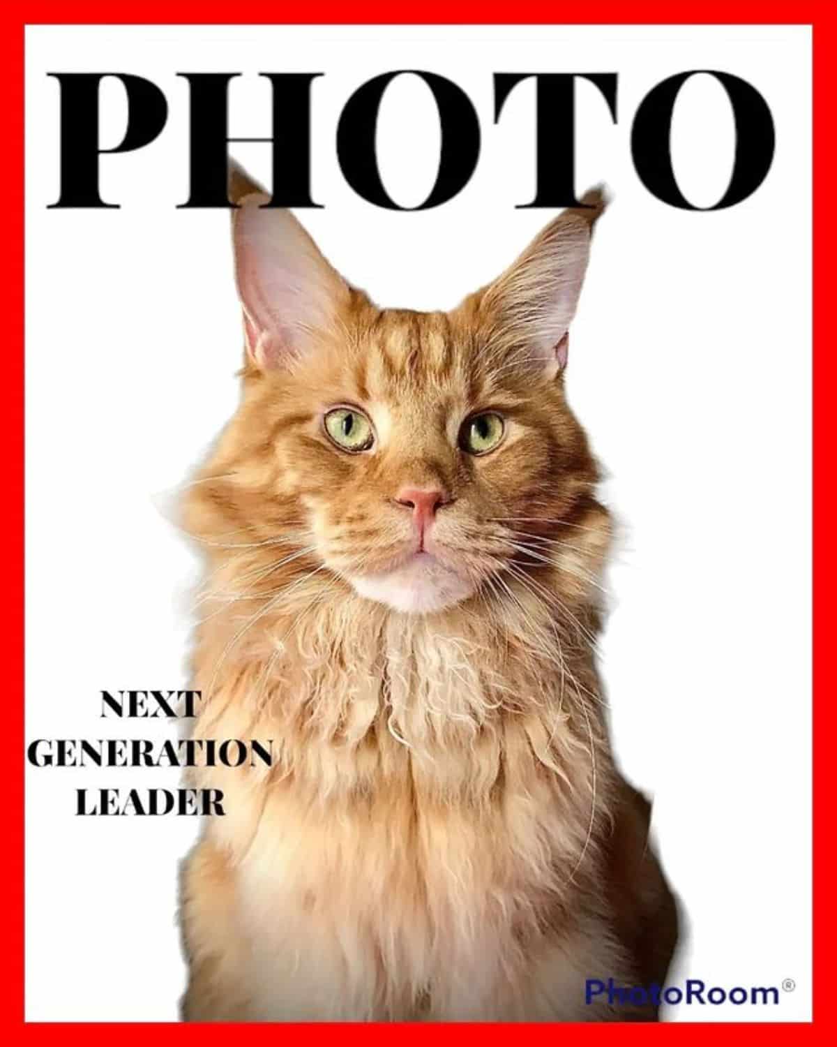 A portrait of a ginger maine coon.