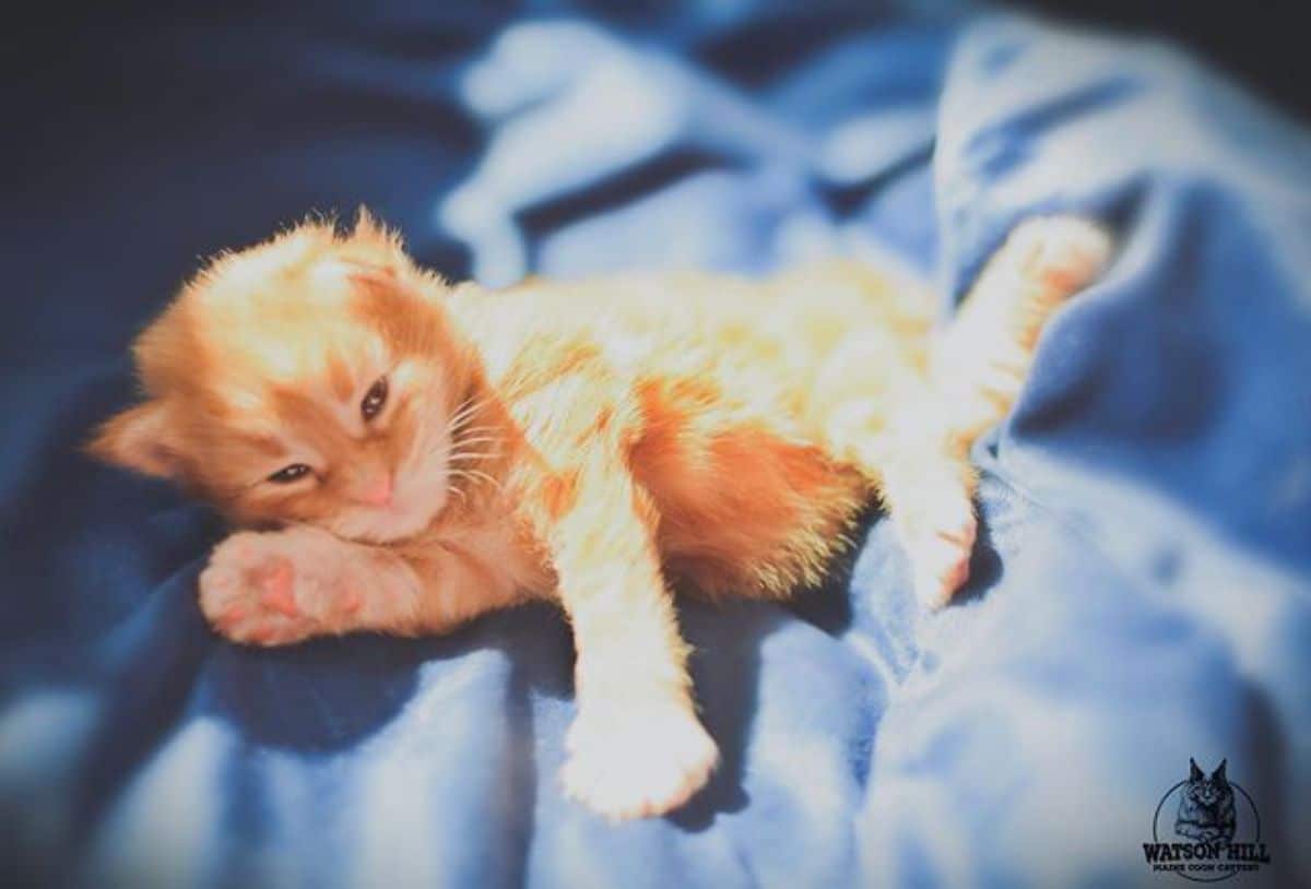 A ginger maine coon kitten lying on a blue blanket.