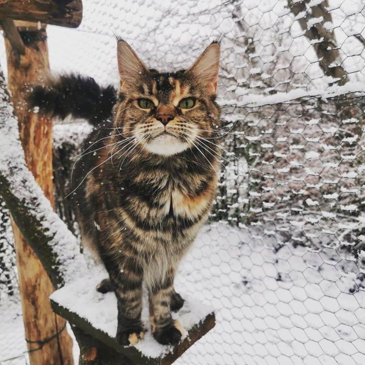 A tabby maine coon standing on a snow covered cat tree.