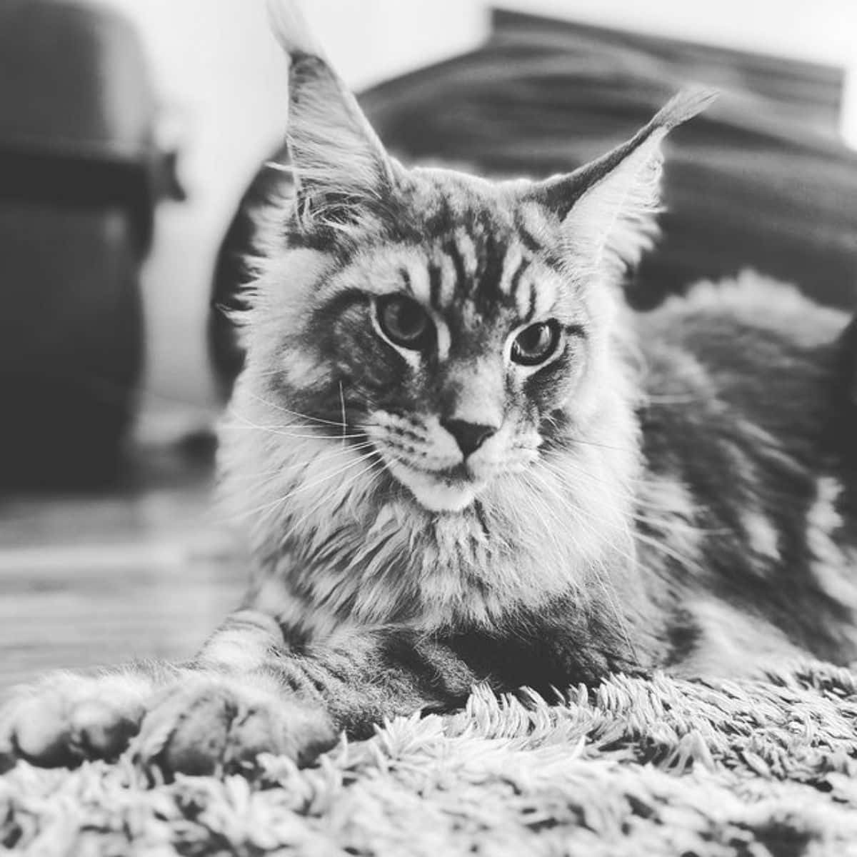 A black and white photo of a tabby maine coon lying on a floor.