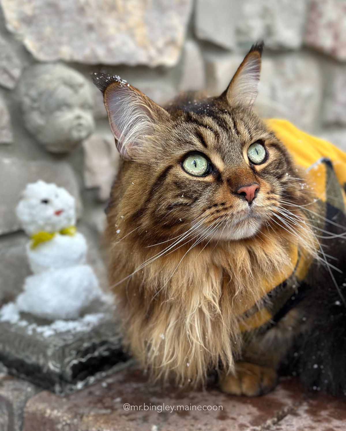 A fluffy brown maine coon with green eyes sitting on a pavement.