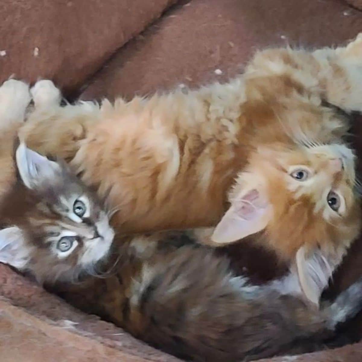 Two fluffy maine coon kittens lying in a cat bed.